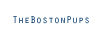 The Boston Pups
